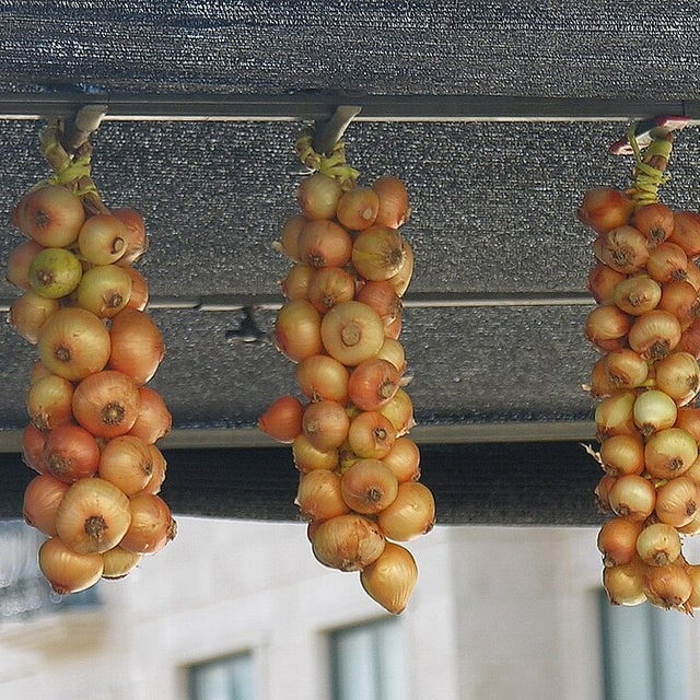 Onion Seed