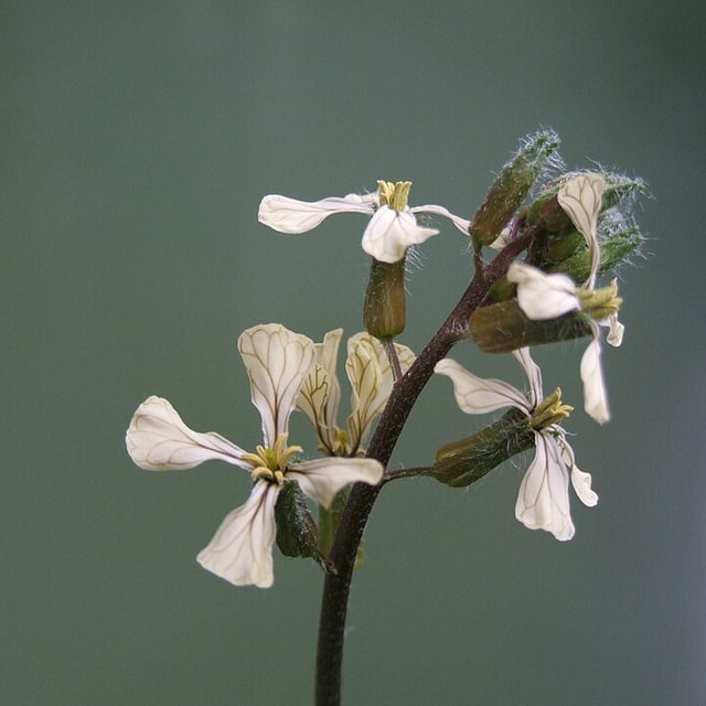 Radish Seed
