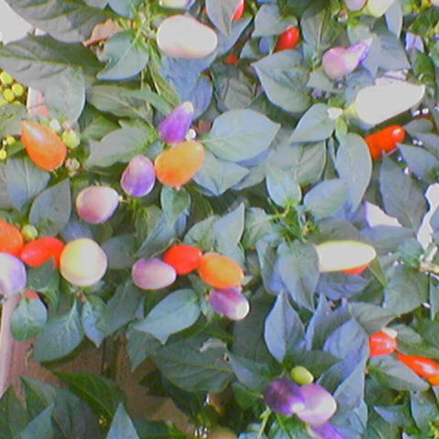 Chilli Seed