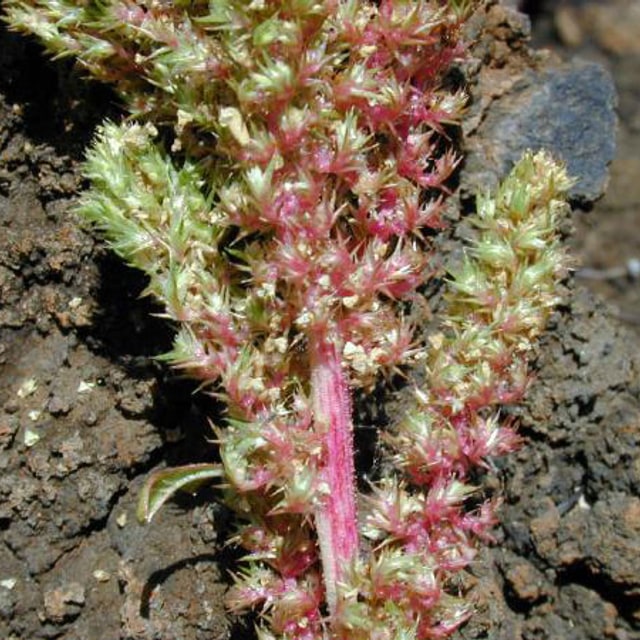Amaranth Seed