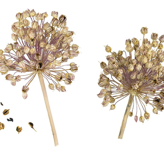 Leek Seed