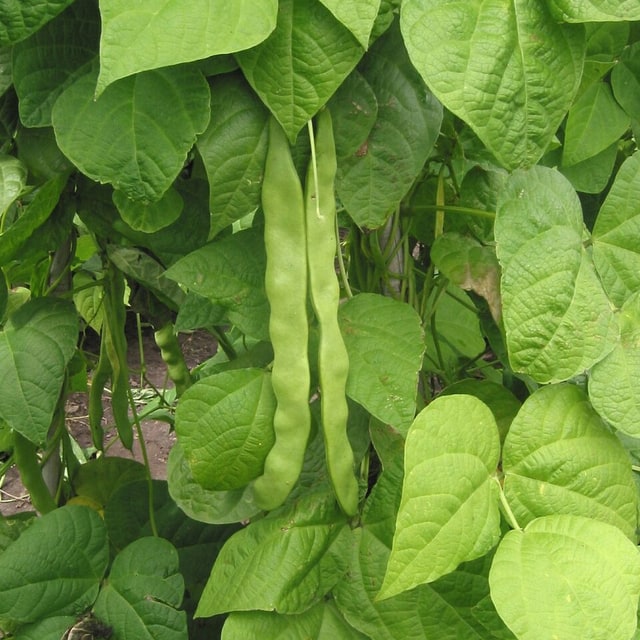 French Bean Seed