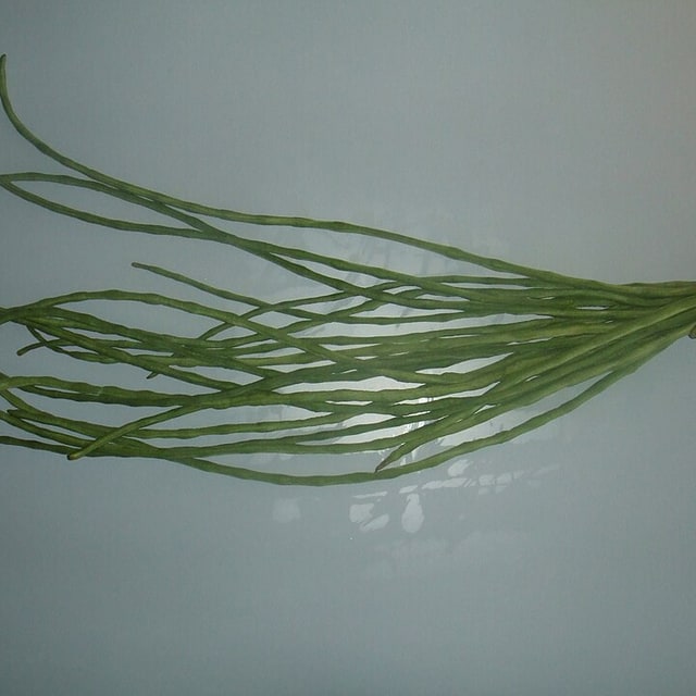 Cowpea Seed