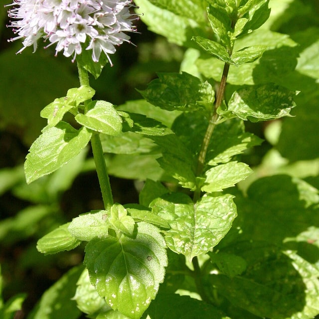 Mint Seed