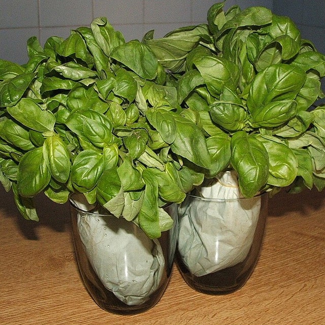 Basil Seed