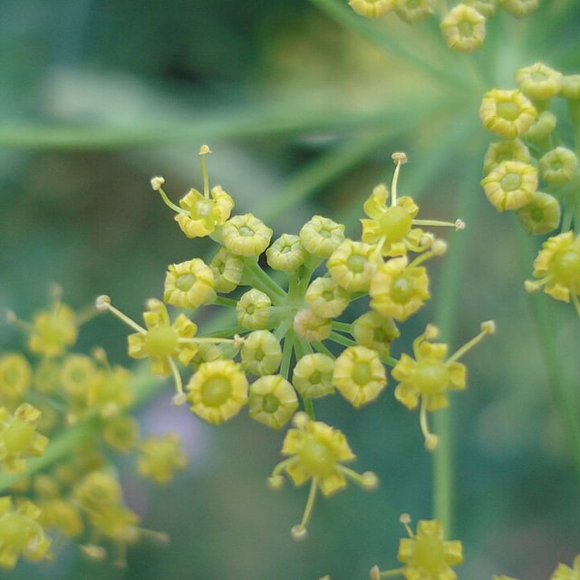 Dill Seed