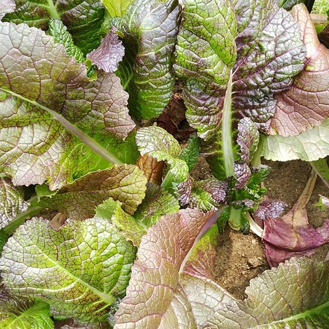 Mustard Leaf Seed