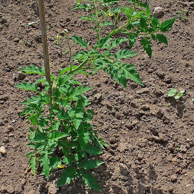 Hybrid Tomato Seed