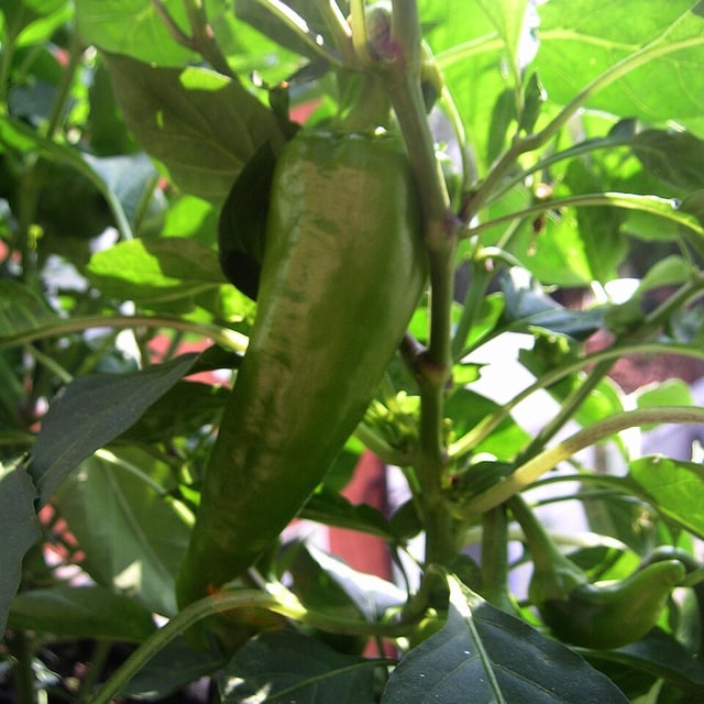 Hybrid Chilli Seed