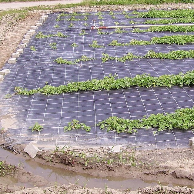 Hybrid Cucumber Seed
