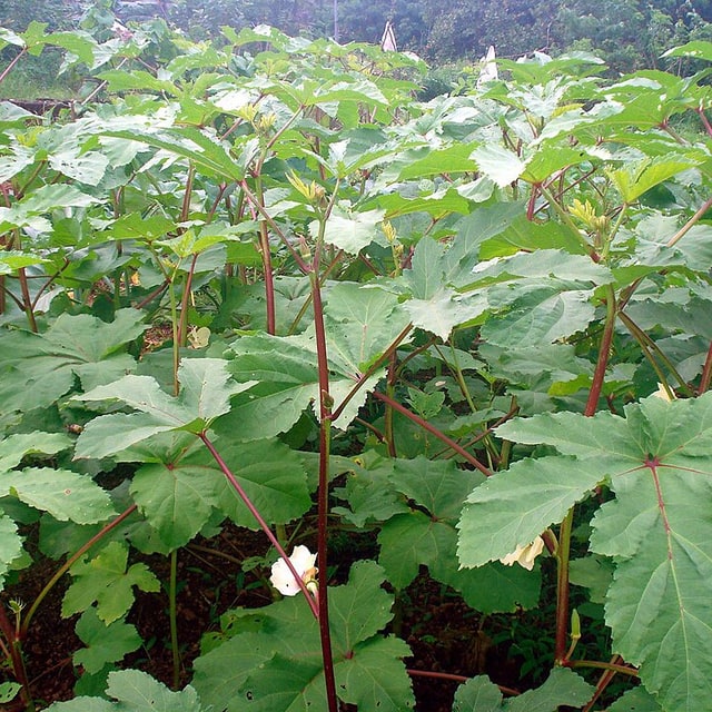 Hybrid Okra Seed