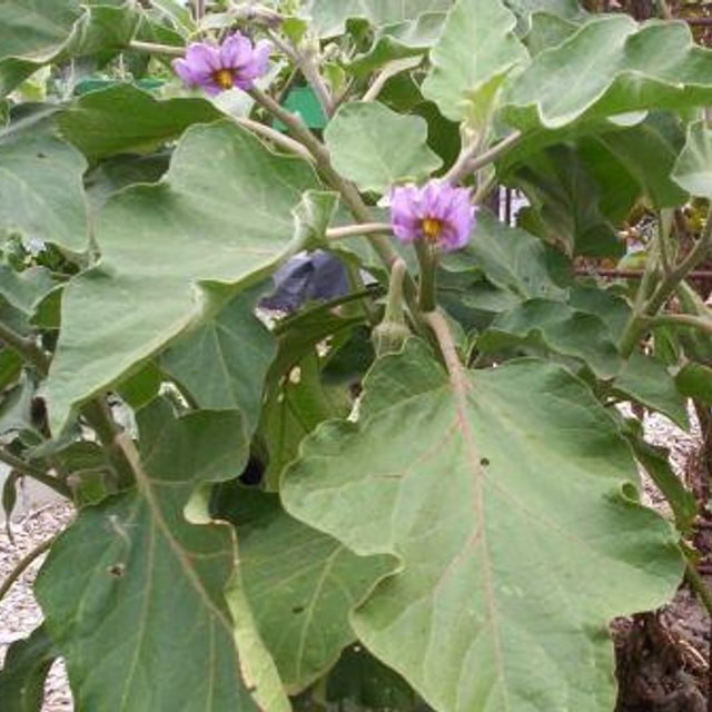 Hybrid Brinjal Seed