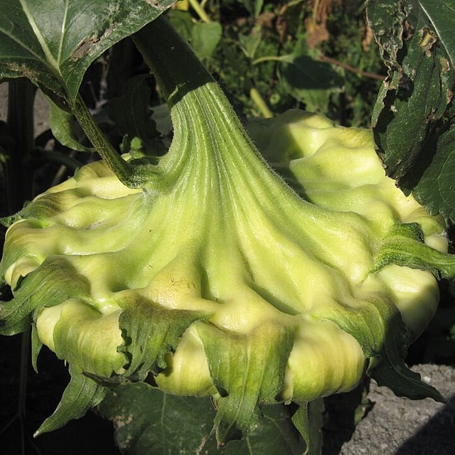 Sunflower Ornamental Seed