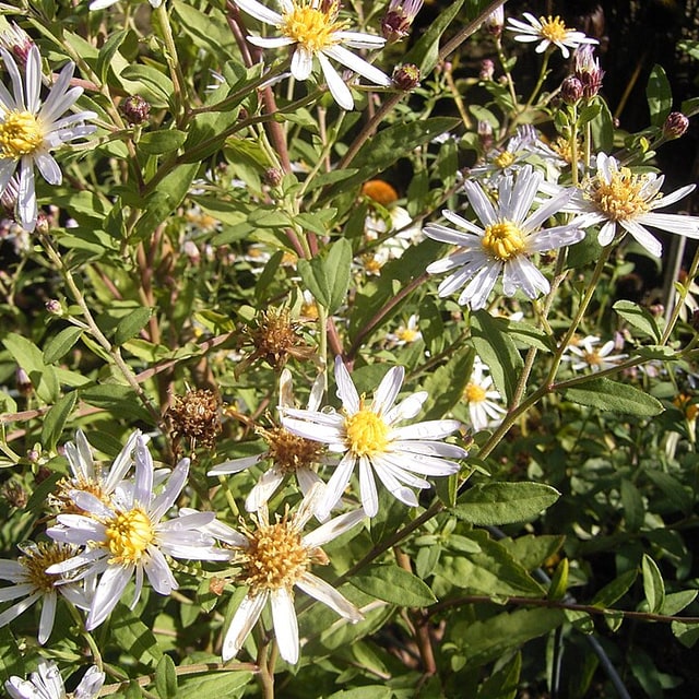 Aster Seed