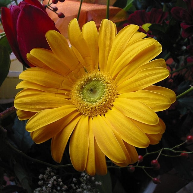 Gerbera Seed