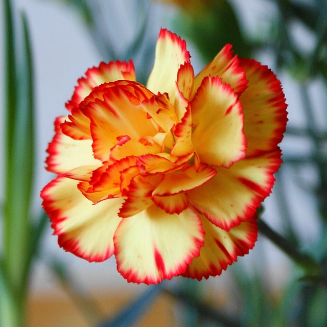 Carnation Seed