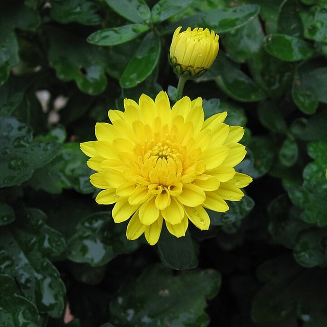 Chrysanthemum Seed