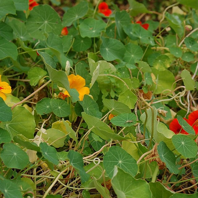 Nasturtium Seed