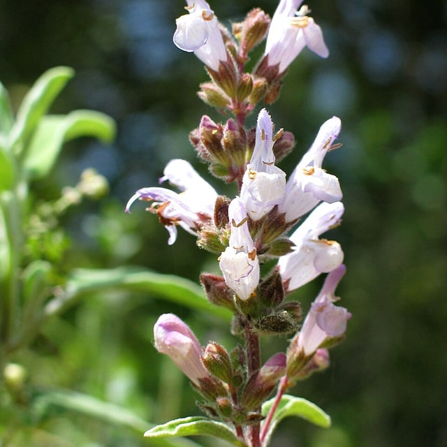 Salvia Seed