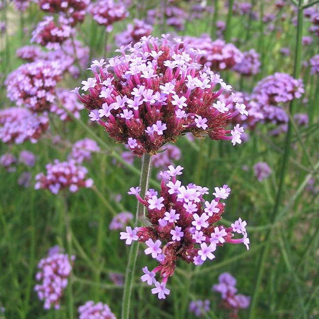 Verbena Seed