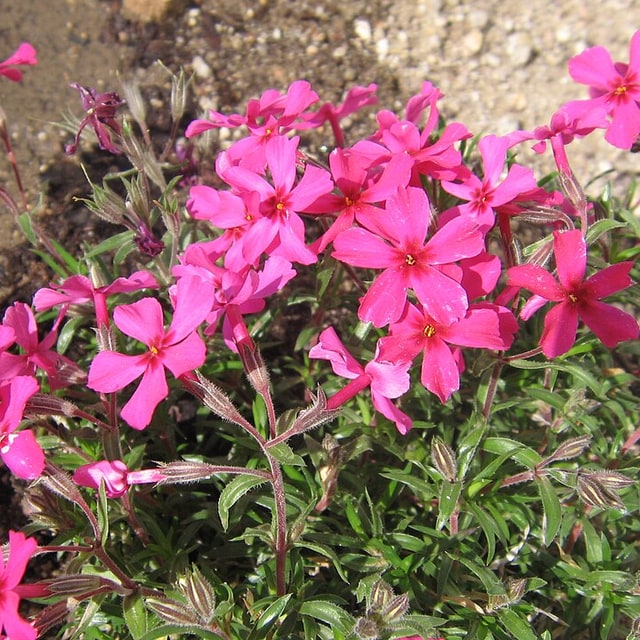 Phlox Seed