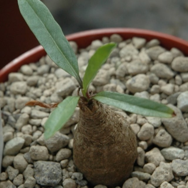 Morning Glory Seed