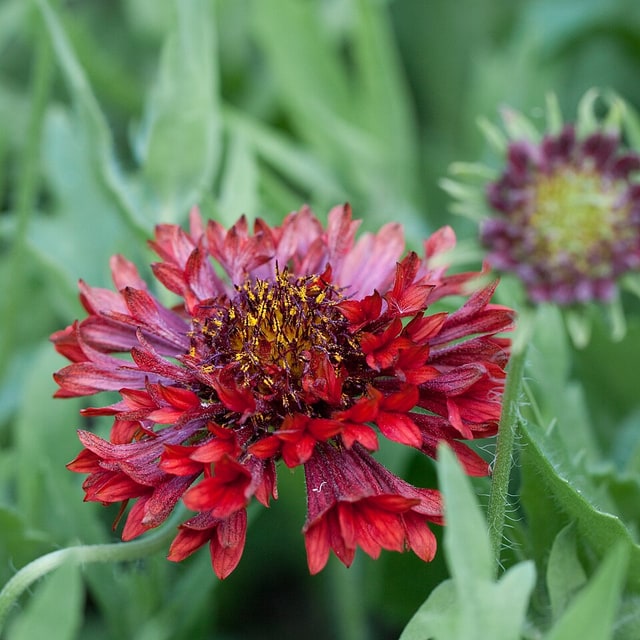 Gaillardia Seed