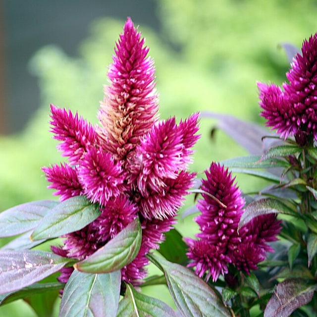 Celosia Seed