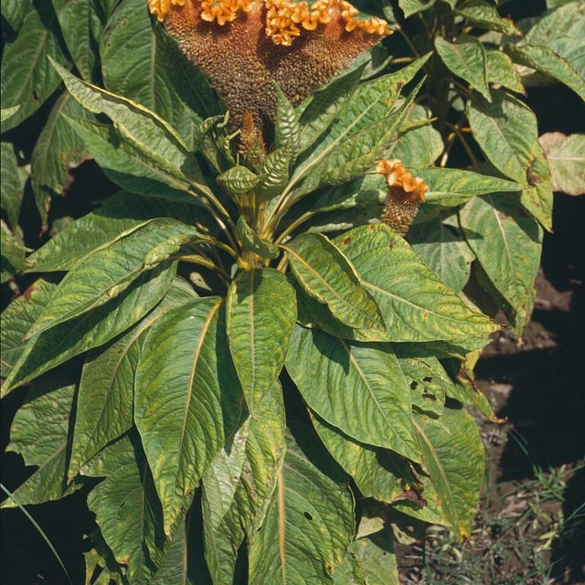 Cockscomb Seed