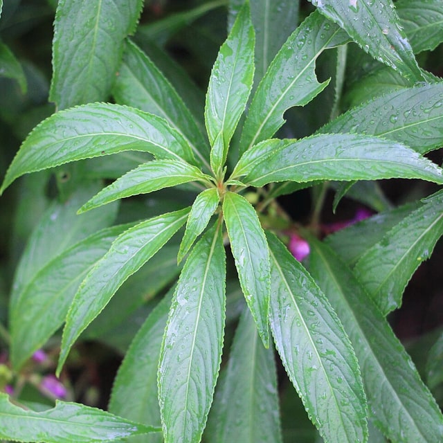 Balsam Seed
