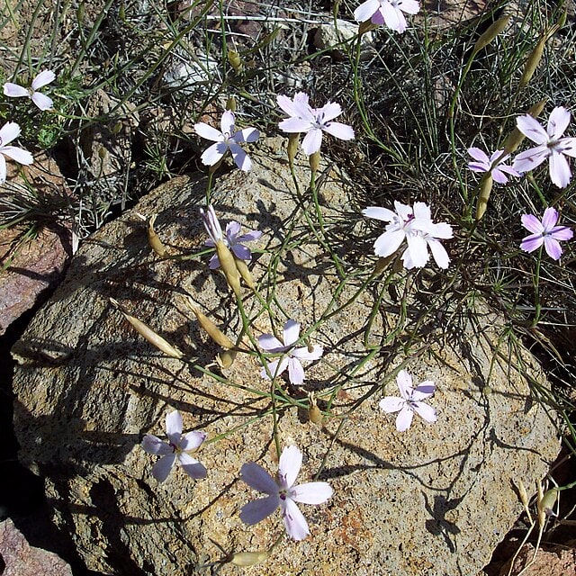 Dianthus Seed