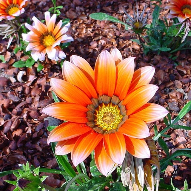 Gazania Seed