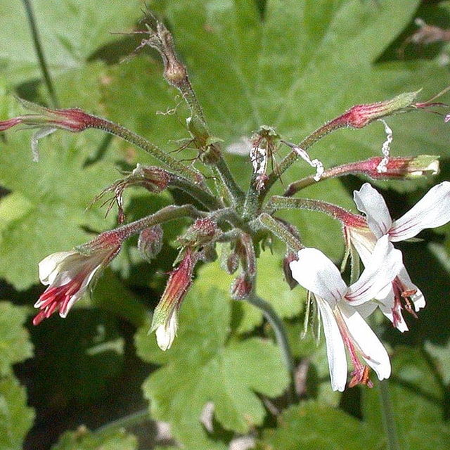 Geranium Seed
