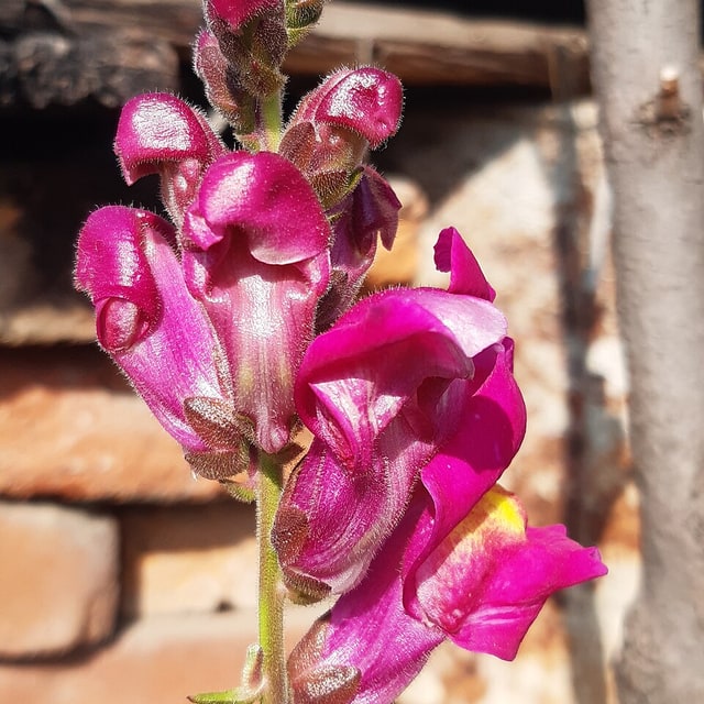 Snapdragon Seed