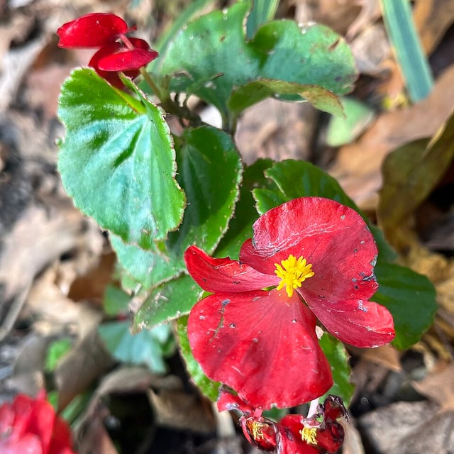 Begonia Seed