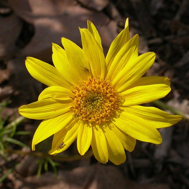 Coreopsis Seed