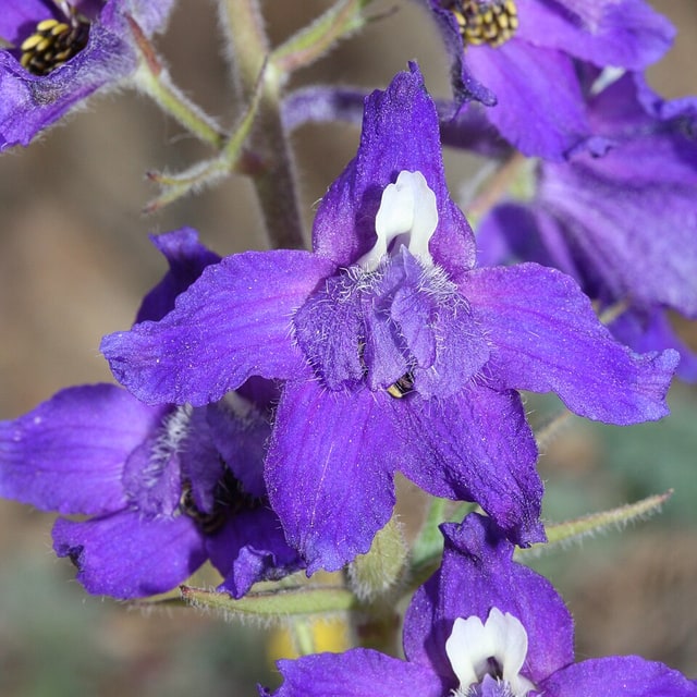 Delphinium Seed