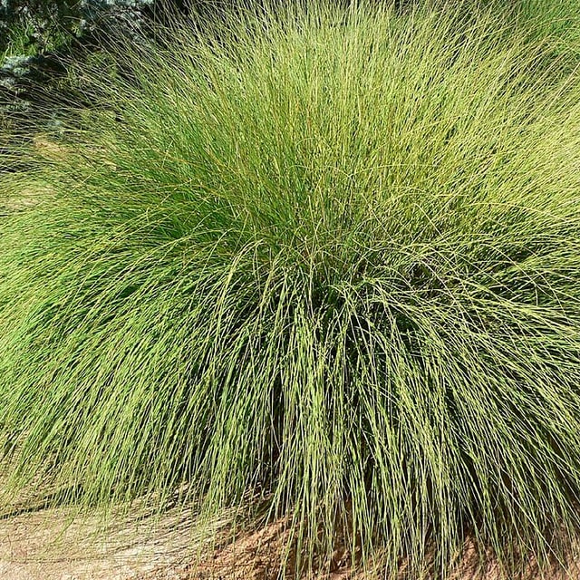 Ornamental Grass Seed