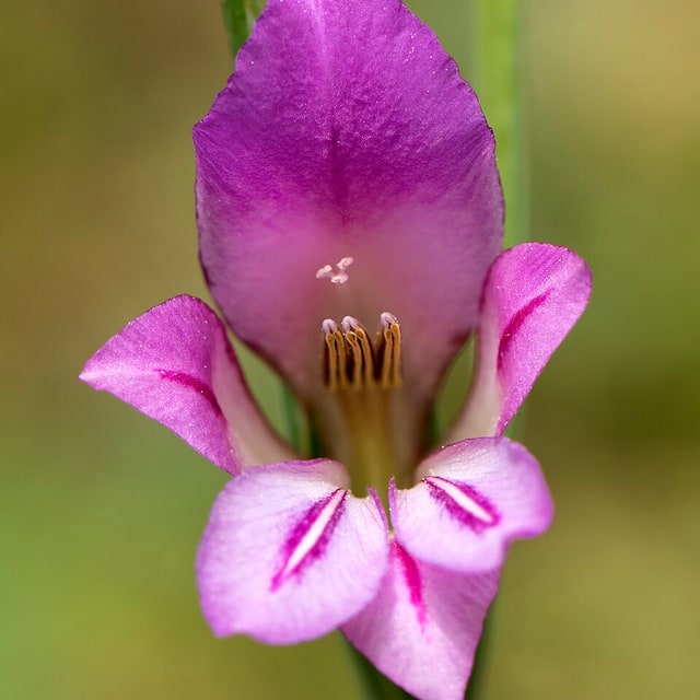 Gladiolus Seed