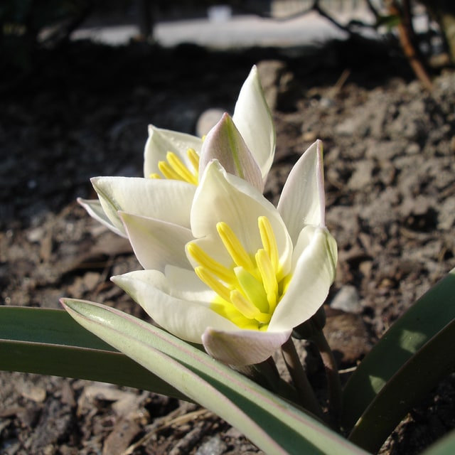 Tulip Seed