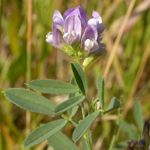 Lucerne/Alfalfa Seed