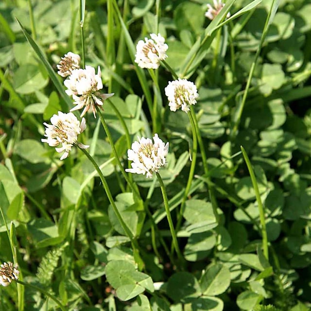 Clover Seed