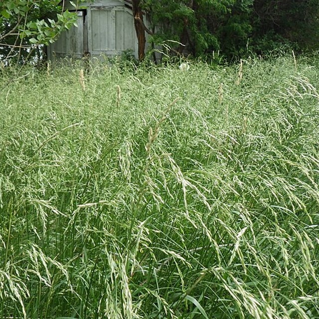 Fescue Seed