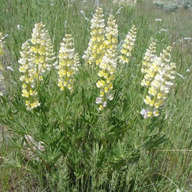 Australian Lupin Seed