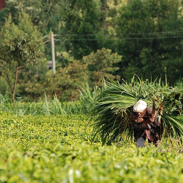 Napier Grass Seed