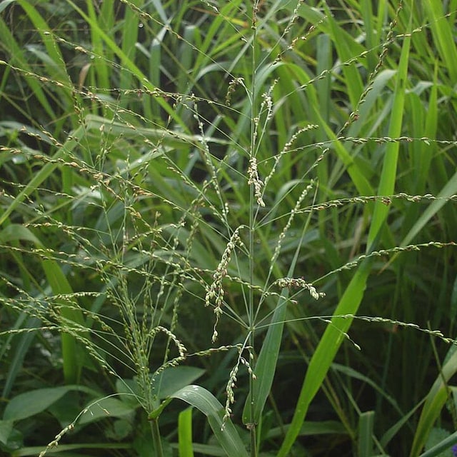 Guinea Grass Seed