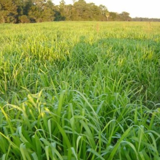 Para Grass Seed