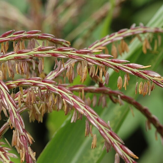 Maize Fodder Seed