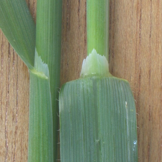 Oat Fodder Seed