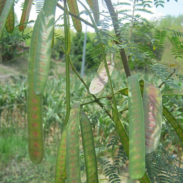 Subabul Seed